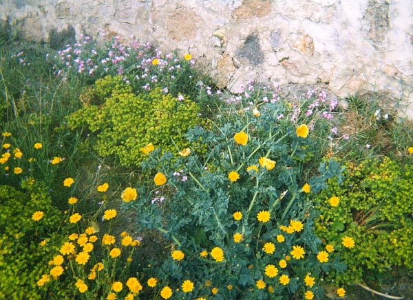 Occhio di bue