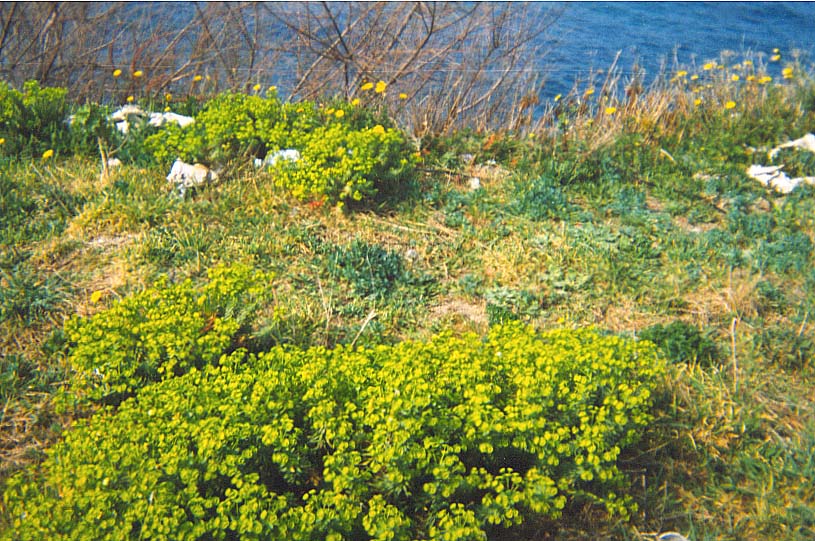 Euforbia Arborescente