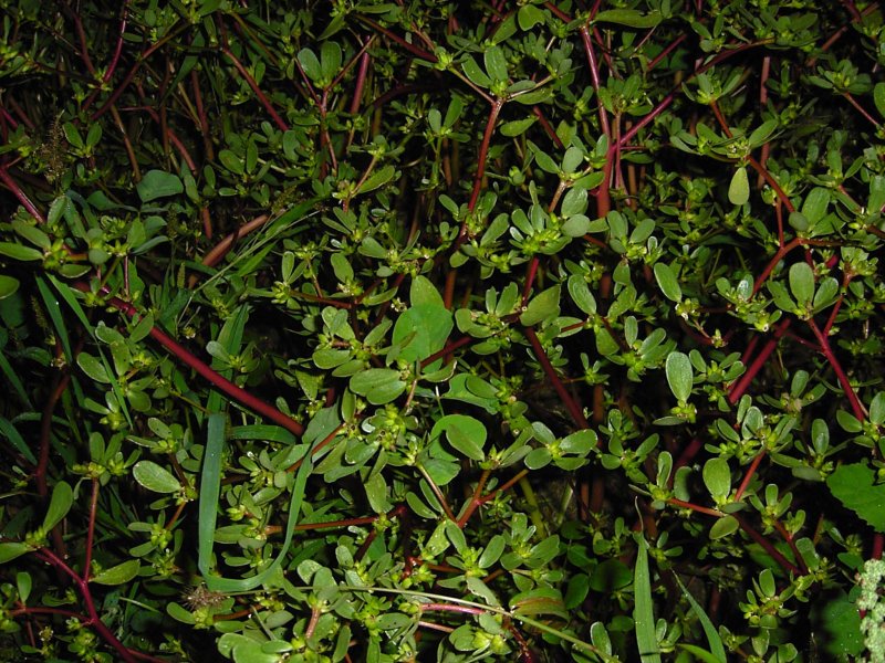 Portulaca