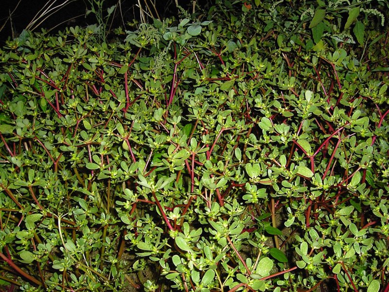 Portulaca