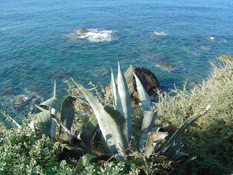 Agave