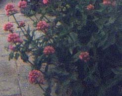 Valeriana Rossa